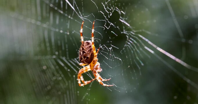 Close up of orb weaver spider on intricate web in forest