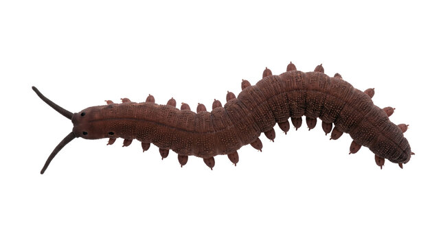 Segmented millipede-like myriapod in lateral pose, isolated on transparent background, preserved arthropod specimen with numerous legs and textured body segments for scientific and entomology referenc