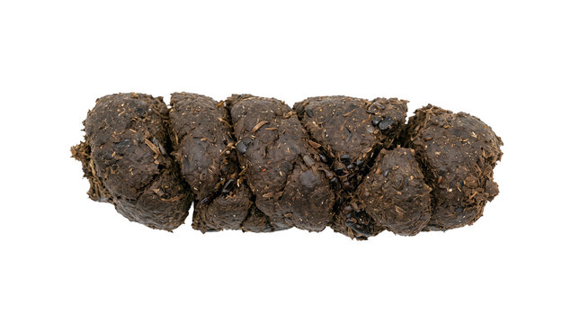 Herbivore fecal mass isolated on transparent background, elongated dark brown droppings with visible plant fibers and textured surface used for ecological reference