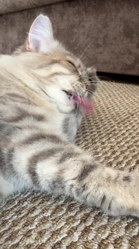 A close‑up of a gray cat lying on its side, grooming itself, licking its paws, and yawning.