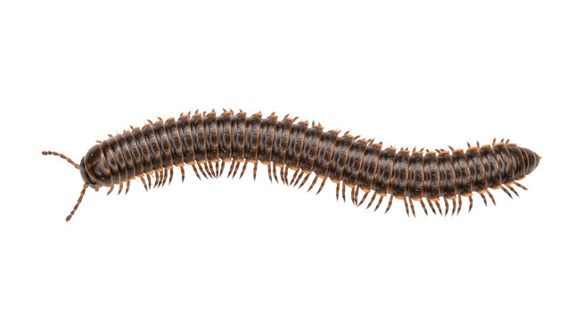 Elongated brown millipede segmented body multiple legs isolated on transparent background close up lateral view useful for entomology identification and educational reference