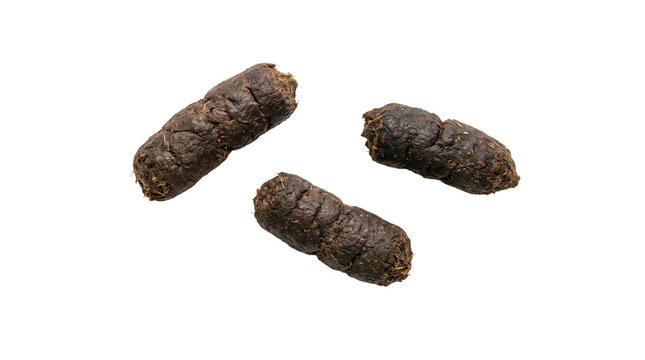Animal droppings and scat three cylindrical dry pellets isolated on transparent background top view study sample for wildlife tracking and ecology