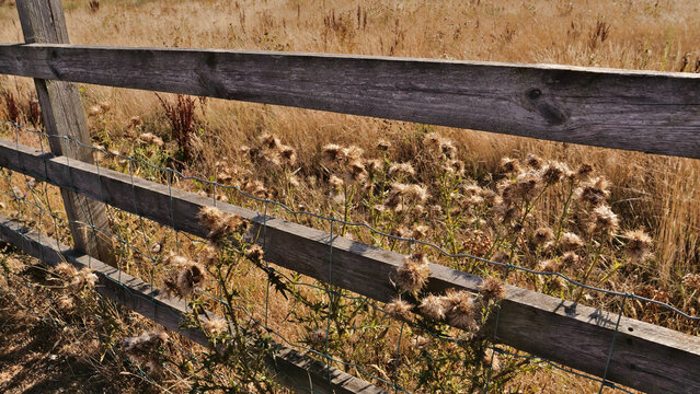 Dry thistles growing along wooden farm fence with wire mesh in countryside meadow