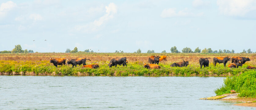 Heck cattle wildlife in a green field in wetland along the edge of a lake under a blue cloudy bright sky in summer, Almere, Flevoland, The Netherlands, September 2, 2026