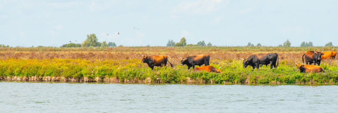 Heck cattle wildlife in a green field in wetland along the edge of a lake under a blue cloudy bright sky in summer, Almere, Flevoland, The Netherlands, September 2, 2026