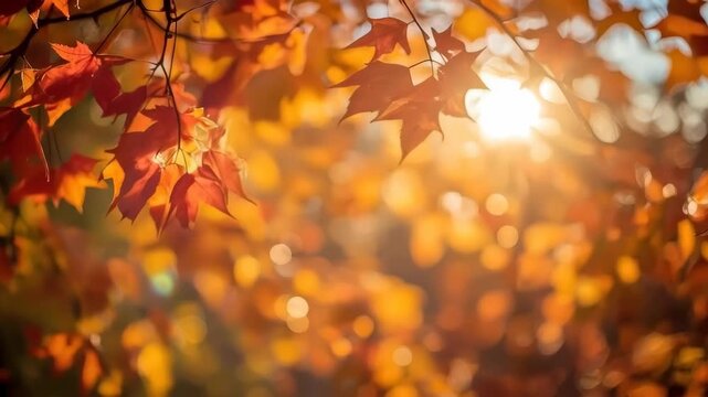 Autumn Maple Leaf on Branch in Sunlight with Colorful Foliage and Golden Woodland Bokeh