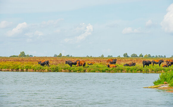 Heck cattle wildlife in a green field in wetland along the edge of a lake under a blue cloudy bright sky in summer, Almere, Flevoland, The Netherlands, September 2, 2026