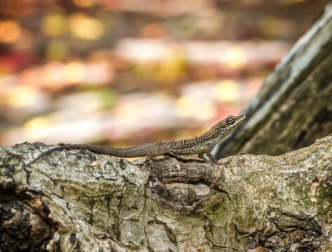 Anolis lizard resting on a tree branch in a forest during the afternoon hours with blurred colorful leaves in the background
