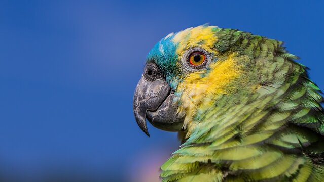 Colorful parrot perched under a clear blue sky during a sunny day in a natural setting