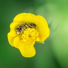 Bee gathers nectar from yellow flower during sunny day in garden © Florent Vassogne