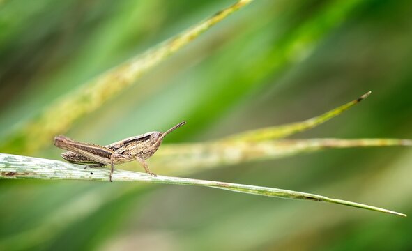 Grasshopper resting on a leaf in a green field during daytime in the summer