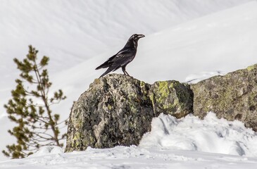 Raven stands on a rock in a snowy landscape with trees in the background during winter © Florent Vassogne