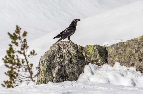 Raven stands on a rock in a snowy landscape with trees in the background during winter