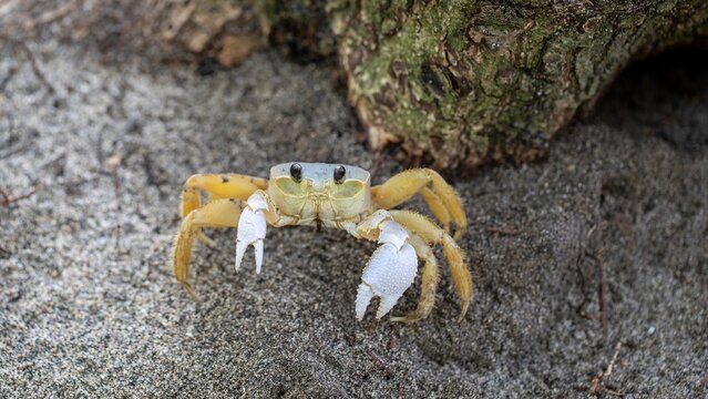 Ghost crab walking on sand near tree trunk in coastal area during daylight looking for food