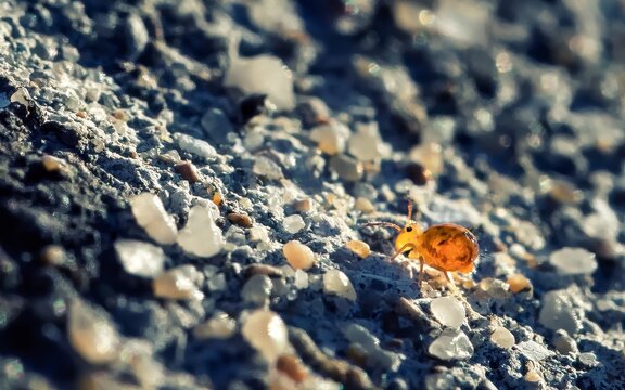 Close view of a springtail walking on sandy ground in a natural setting during daytime