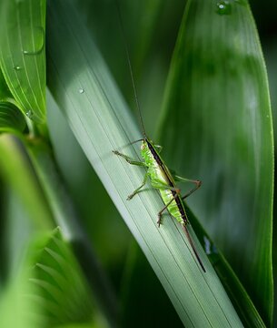 Green grasshopper rests on a leaf in a garden during sunny weather in the afternoon