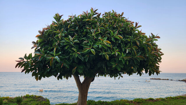 In sunset time, a rubber tree (Ficus elastica), growing as a large evergreen ornamental tree in a Mediterranean coastal landscape