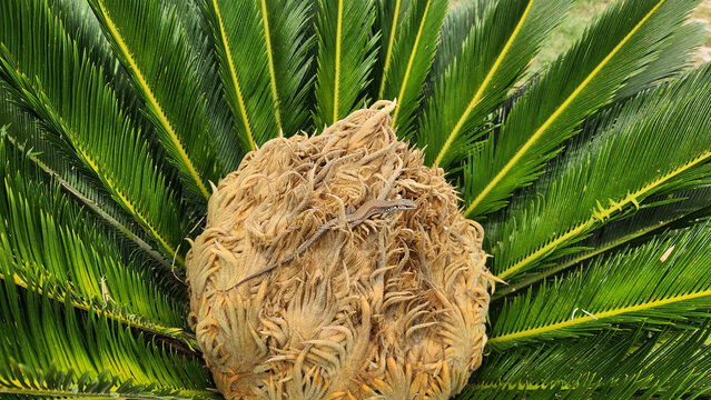 The fuzzy, woolly center crown of a sago palm (Cycas revoluta) with a small lizard resting on top