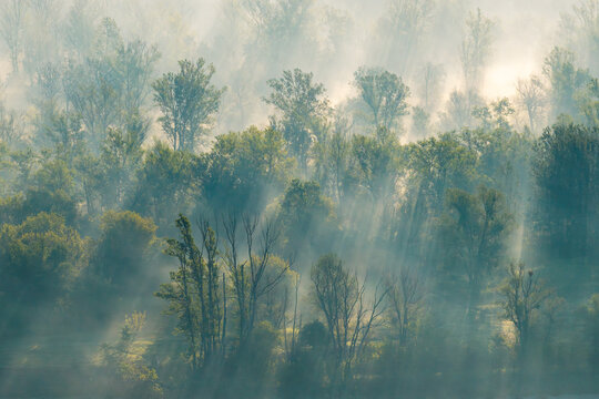 Aerial view of a dense forest shrouded in morning mist with sunbeams filtering through the trees in Poland.