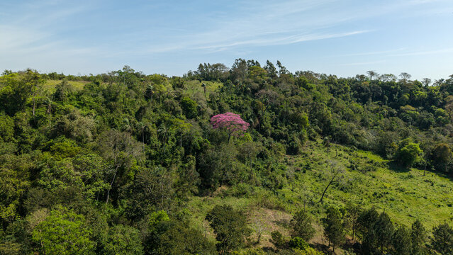 Aerial view of a vibrant pink Lapacho Rosado tree standing out amidst the dense green forest canopy and rolling hills in Nueva Alborada, Itapua Department, Paraguay.