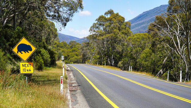 Caution sign warning of wombats ahead.Warning sign indicating wildlife crossing on a scenic road surrounded by nature in Australia