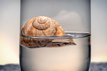 Snail shell in a glass of water © Yaroshenko-Denys