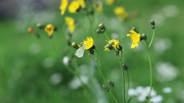 White butterfly sitting on yellow wildflower. Insect feeding on nectar in green meadow. Macro nature footage of pollination and summer wildlife in natural environment