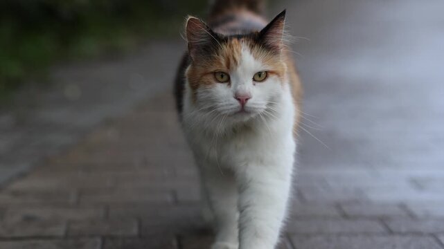Calico cat walking on wet pavement toward camera. Cute spotted stray feline approaching close on street. Portrait of adorable tricolor pet outdoors in rainy weather.