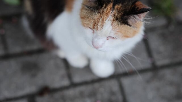 Calico cat sitting on pavement and looking up at camera. Cute white spotted kitten with ginger and black patches on street. Adorable pet outdoors, top view.