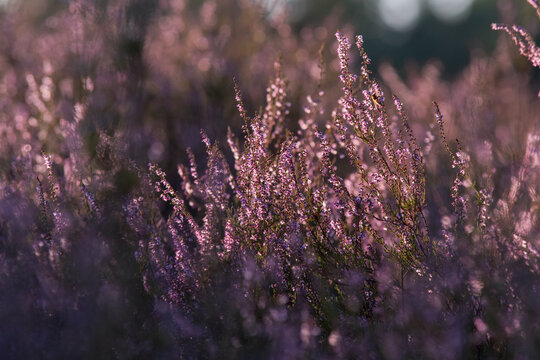 Bl&uuml;hende Besenheide (Calluna vulgaris) im warmen Gegenlicht. Violette Heidebl&uuml;ten leuchten vor einem weichen Bokeh und schaffen eine stimmungsvolle Sp&auml;tsommeratmosph&auml;re.