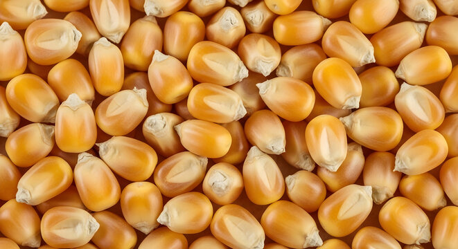 Macro background of dried golden corn kernels showing natural organic texture and harvesting agricultural harvest concept
