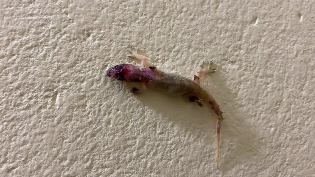 Injured common house gecko attacked by predator on textured wall being swarmed by dark ants