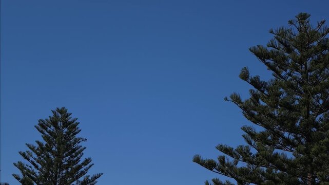 Norfolk Island Pine trees in panning shot against a beautiful blue sky in Archer Park, Bondi Beach
