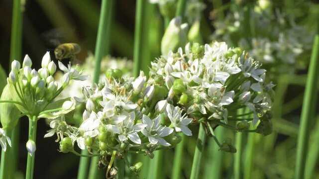 close up of white garlic chive blossom allium tuberosum blooming