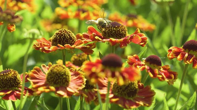 static shot of blooming helenium bandera sneezeweed flower in garden