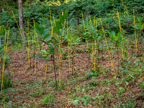 Wiederaufforstung im Mischwald
