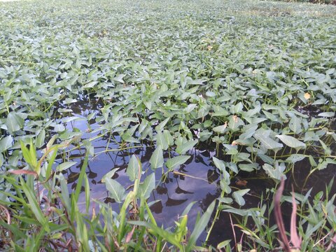 Fresh green water spinach crop growing in flooded wetland field
