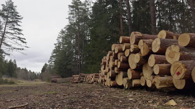 Static side perspective view of a massive pile of harvested pine timber logs stacked along a dirt road in a forest. Concept of forestry industry, raw wood supply, and timber harvesting.
