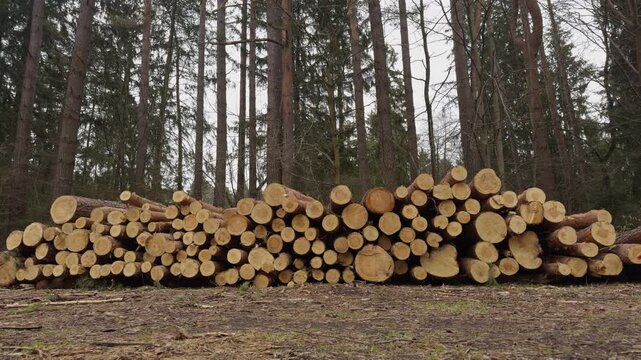 Static frontal view focusing on the cross sections of freshly cut pine timber logs stacked in a forest. Concept of forestry industry, logging, and raw wood materials.