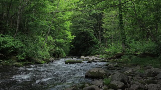 stream in the forest Hokkaido, Japan