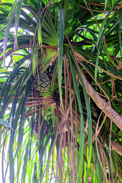 Maldives. Tropical pandanus tree with fruits and long leaves.