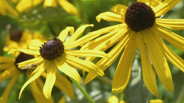 Close-up of Rudbeckia fulgida, also known as orange coneflower