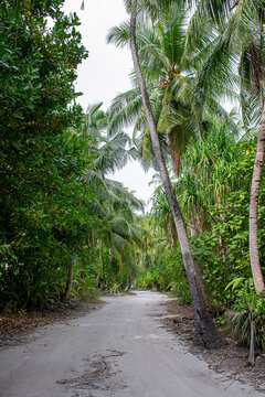 Maldives. Sandy path through the dense tropical jungle.