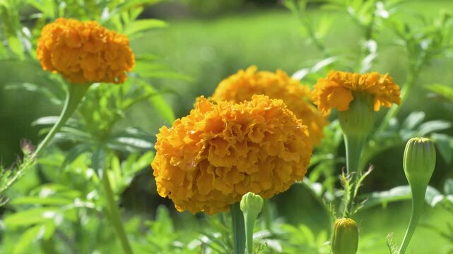 close up of african marigold -Tagetes erecta 'Clinton'