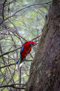 Crimson Rosella Feeding on Tree Branch in Australian Woodland