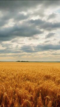 Golden wheat field under stormy sky with dark clouds and distant sunlight breaking through clouds agricultural landscape wheat harvest