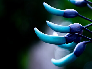 Cluster of Jade Vine Flowers Hanging in Tropical Garden © YUTAKA