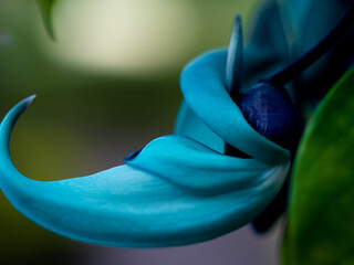 Close-Up of Curled Turquoise Jade Vine Flower Petals © YUTAKA