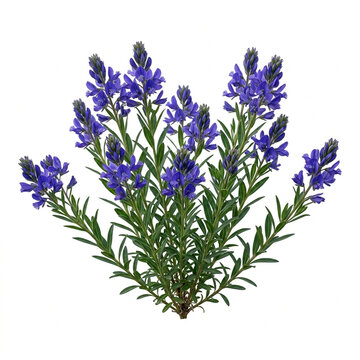 Charming Chalk Milkwort Wildflower Bush With Clusters Of Deep Purple Flowers Isolated On White Solid Background, Lovely Alpine Herb Flora For Botanical Art And Nature Guides
