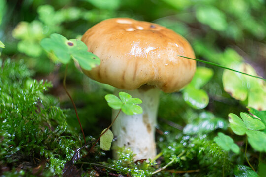 Close-up of a fresh wild mushroom with a wet brown cap growing in a mossy damp forest floor.